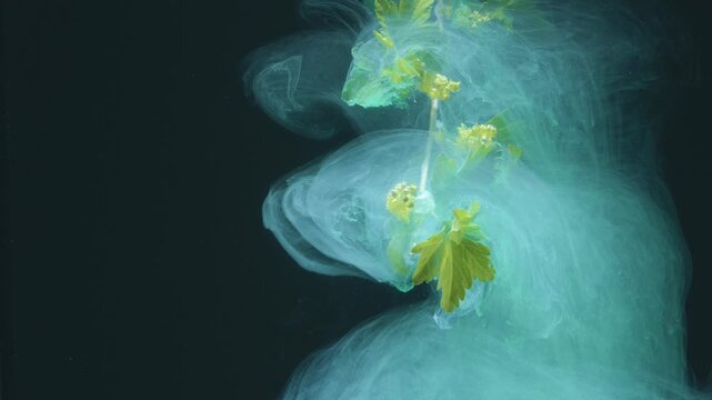 Teal smoke swirls around yellow flowers, delicate blossoms drifting through turquoise ink cloud, soft backlit contrast, dreamy slow fluid dynamics,