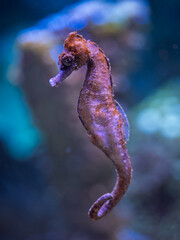 Red seahorse under the water surface. © lapis2380