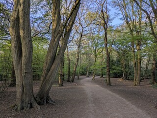 Fototapeta premium Serene forest path winding through tall trees, showcasing the beauty of nature and tranquility, ideal for promoting outdoor adventures and wellness.