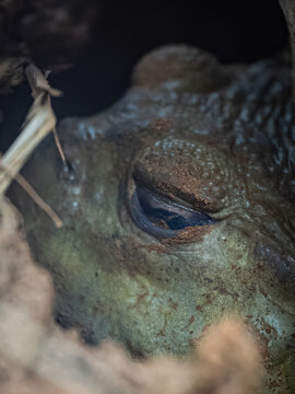 Close-up of a burrowing frog head buried in the soil.