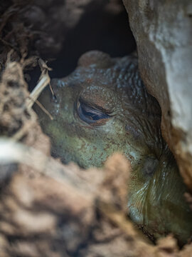 Close-up of a burrowing frog head buried in the soil.