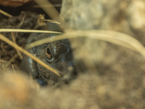 Close-up of a burrowing frog head buried in the soil.