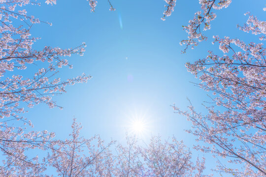 桜　青空　太陽　日差し