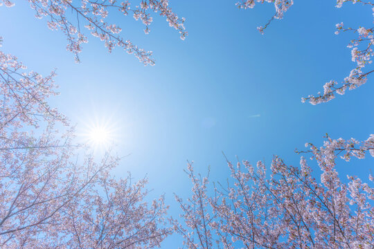 桜　青空　太陽　日差し