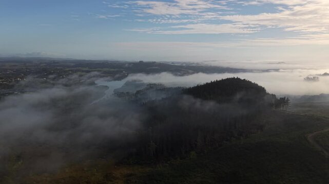 Aerial view of pine forest logging and regrowth with morning mist Northland New Zealand
