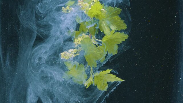 Green leaf underwater slow motion botanist study, delicate smoke wraps around foliage, teal backdrop, suspended macro movement, cinematic texture