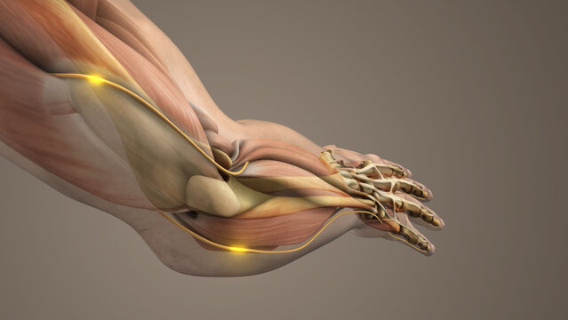 Human Arm Ulnar Nerve Anatomy Medical Concept