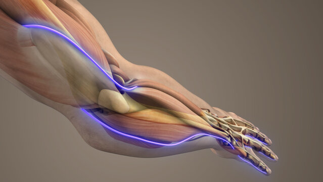 Human Arm Ulnar Nerve Anatomy Medical Concept