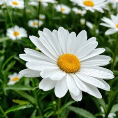 Fototapeta premium White Daisy In Spring Meadow