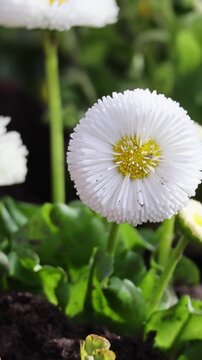 White english daisy bellis perennis pomponette blooming in natural light