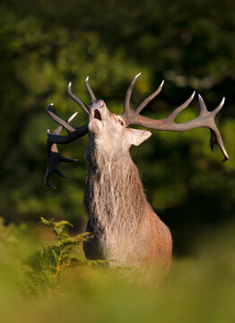 Portrait of a red deer stag roaring during rutting season in autumn