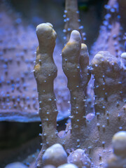 Close-up of marine coral underwater. © lapis2380