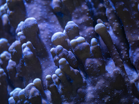 Close-up of marine coral underwater.
