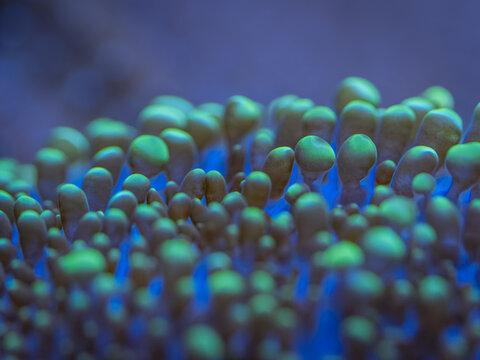 Close-up of green glowing coral polyps under the water surface.