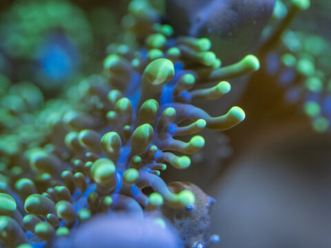 Close-up of green glowing coral polyps under the water surface.