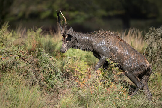 Young red deer stag walking in ferns with body and antlers heavily coated in mud
