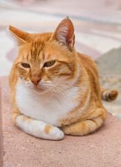 Obraz premium friendly ginger street cat sitting on stone ledge in Mediterranean setting. High-quality animal portrait capturing peaceful atmosphere of stray cat's life in the sun.