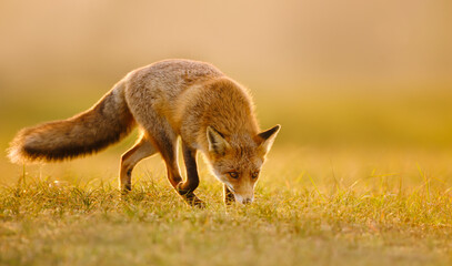 Fototapeta premium Red fox hunting in a golden field during a sunset