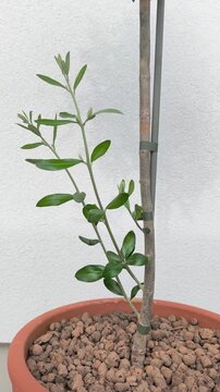 Small olea europaea tree growing in a terracotta pot with expanded clay aggregate. The young plant is gently moving in a light breeze
