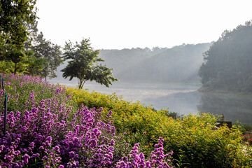 Obraz premium Flower-covered hillside by misty lake