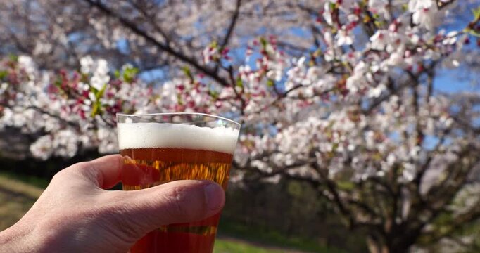 お花見とビール（少しビールを見上げる位置から乾杯）
