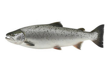 Obraz premium Isolated Pacific salmon fish for sale, a common commercial fish with nutritional values