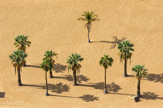 Palms on playa de las Teresitas beach vacation on Tenerife island in Spain
