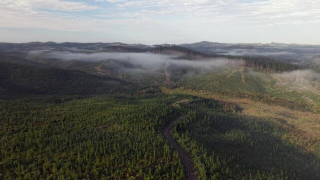 Aerial view of pine forest logging and regrowth with morning mist Northland New Zealand
