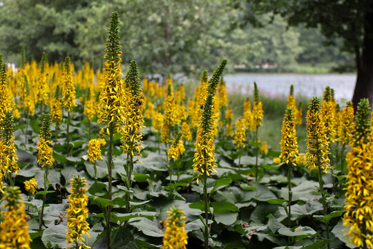 Ligularia flowers in a city garden. Yellow summer floral background