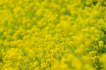 Obraz premium Field of Yellow Canola Flowers Covering the Landscape with Ample Copy Space in Spring, Japan