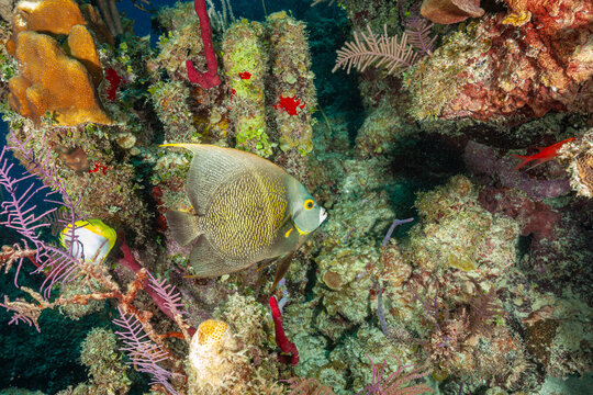 Honduras, Utila, French Angelfish (Pomacanthus paru)