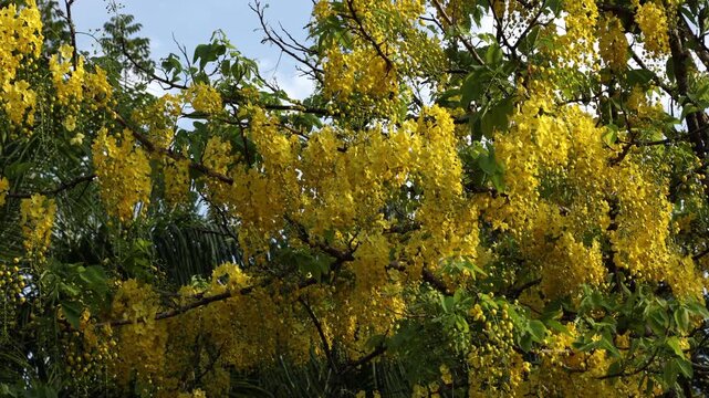 Yellow flower used in Vishu is Kanikkonna Cassia fistula also known as the Golden Shower Tree or Indian Laburnum. These vibrant, hanging yellow flowers for Vishu Kani arrangement Malayalam new year.