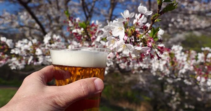 お花見とビール（桜の花に乾杯しているシーン）