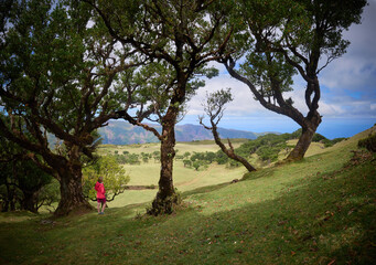 Fanal (Posto Florestal Fanal)  Madeira, Madera, Ilha da Madeira Mglisty las Fanal – gdzie pradawne drzewa spotykają chmury. Floresta do Fanal na névoa – onde árvores antigas encontram as nuvens. © filozofgrecki