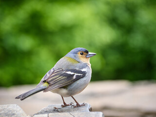Zięba maderska, tentilhão Madeira, Madera, Ilha da Madeira © filozofgrecki