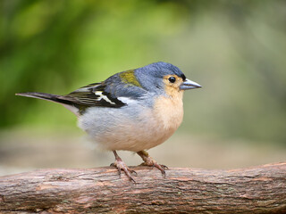 Zięba maderska, tentilhão Madeira, Madera, Ilha da Madeira © filozofgrecki