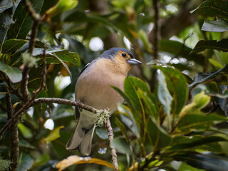 Zięba maderska, tentilhão Madeira, Madera, Ilha da Madeira © filozofgrecki