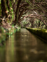 Madeira, Madera, Ilha da Madeira.  Levada do Alecrim, PR 6.2, levada, lewada © filozofgrecki