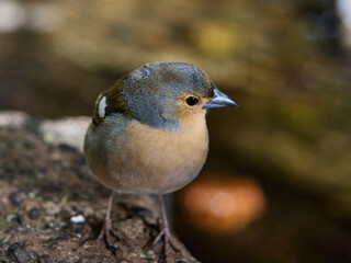 Zięba maderska, tentilhão Madeira, Madera, Ilha da Madeira © filozofgrecki