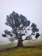 Fanal (Posto Florestal Fanal)  Madeira, Madera, Ilha da Madeira Mglisty las Fanal – gdzie pradawne drzewa spotykają chmury. Floresta do Fanal na névoa – onde árvores antigas encontram as nuvens. © filozofgrecki