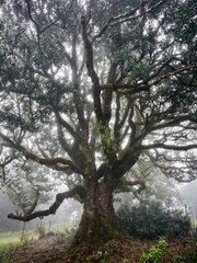 Fanal (Posto Florestal Fanal)  Madeira, Madera, Ilha da Madeira Mglisty las Fanal – gdzie pradawne drzewa spotykają chmury. Floresta do Fanal na névoa – onde árvores antigas encontram as nuvens. © filozofgrecki