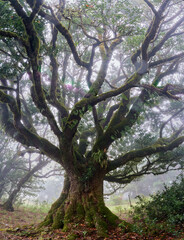 Fanal (Posto Florestal Fanal)  Madeira, Madera, Ilha da Madeira Mglisty las Fanal – gdzie pradawne drzewa spotykają chmury. Floresta do Fanal na névoa – onde árvores antigas encontram as nuvens. © filozofgrecki