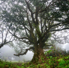 Fanal (Posto Florestal Fanal)  Madeira, Madera, Ilha da Madeira Mglisty las Fanal – gdzie pradawne drzewa spotykają chmury. Floresta do Fanal na névoa – onde árvores antigas encontram as nuvens. © filozofgrecki