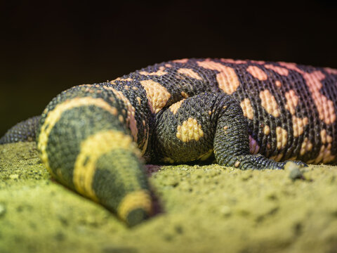 Close-up of a Gila monster's back leg.
