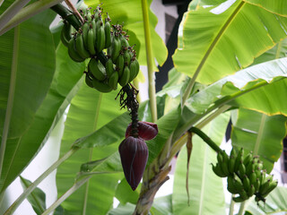 Madeira, Madera, Ilha da Madeira.  bananowiec, banany madera, plantacja bananów, serce bananowca, uprawa bananów,  © filozofgrecki