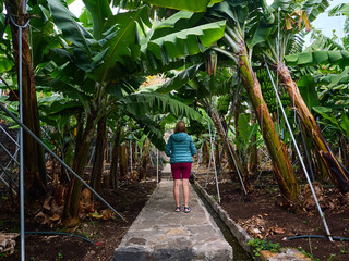 Madeira, Madera, Ilha da Madeira.  bananowiec, banany madera, plantacja bananów, serce bananowca, uprawa bananów,  © filozofgrecki