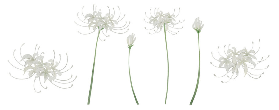 Watercolor white Spider Lily Higanbana Clipart frame Set. Hand-painted white lycoris radiata flowers, buds and stems on transparent background PNG clipart.300dpi	