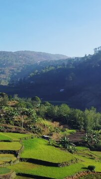 Lush green hills and terraced fields under clear blue sky in the rural mountains near Bontoc and Sagada, Philippines.