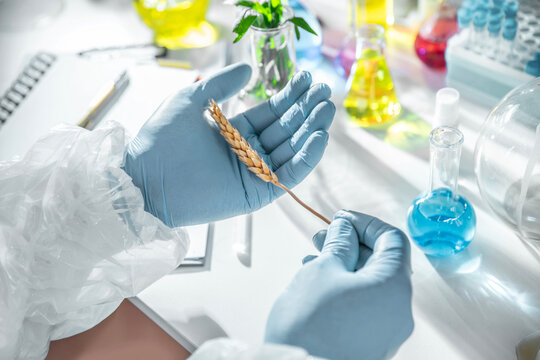 Close-up of gloved scientist hands holding a wheat ear in an agricultural laboratory. Concept of crop science, agronomy research, plant genetics, food security and sustainable farming.