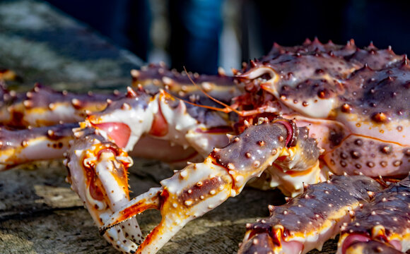 Norwegen   Die K&ouml;nigskrabbe oder Kamtschatkakrabbe,Sie gilt als Delikatesse